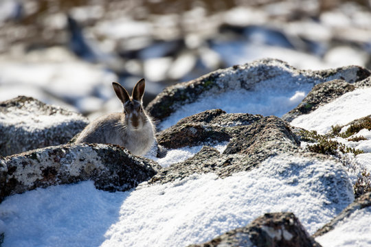 Mountain hare, Lepus timidus, on a sunny November/winter day in half winter moult amongst snow and rocks of a mountain slope