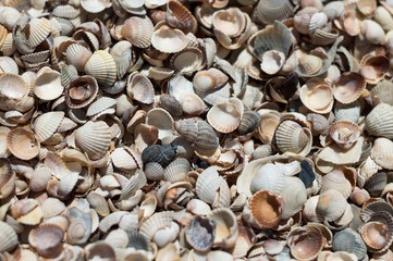 shells on the beach