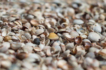 coffee beans background