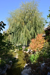 Pond at a Japanese garden in California
