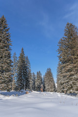 Verschneite Winterlandschaft in den Schweizer Alpen
