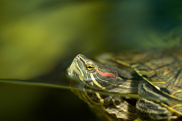 frog on leaf