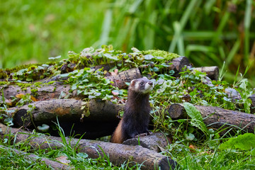 Cute polecat waiting for the feeding