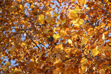 京都ぶらり、船岡山の紅葉