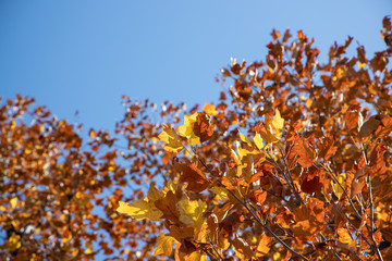 京都ぶらり、船岡山の紅葉