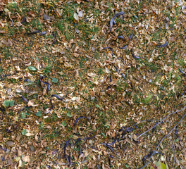 ground in autumn leaves close up