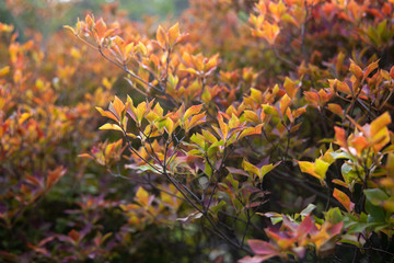 京都ぶらり、船岡山の紅葉