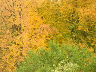 landscape of colored tree branches