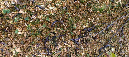 ground in autumn leaves close up