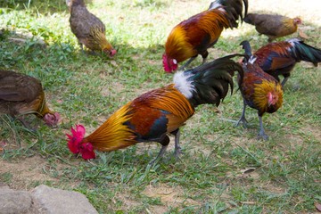 rooster on the farm