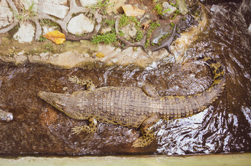 young crocodile keeping in shallow water