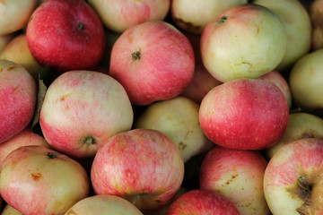 beautiful garden apples. Background. Natural Organic Fruits