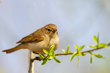 spring bird on a branch with first leaves