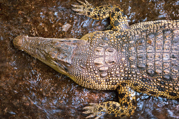 young crocodile keeping in shallow water