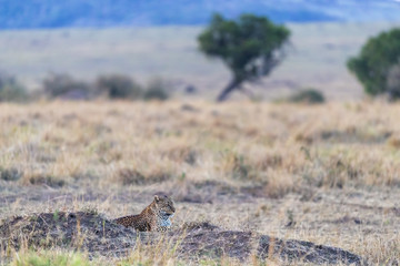 Female leopard at dusk in the Masai Mara