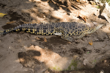 young crocodile keeping in shallow water