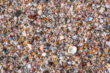 Shells of many types and sizes Together as the background