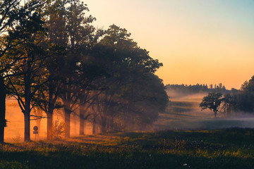 Dirt road with oaks in the fall