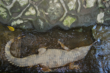 young crocodile keeping in shallow water