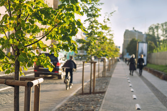 Street in the city with trees and a cyclist