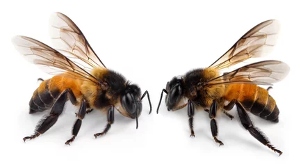 Foto op Plexiglas Bee isolated on white background © evegenesis