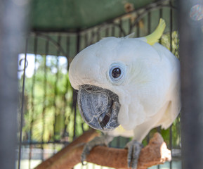 Bird colorful budgies in cage, outdoors
