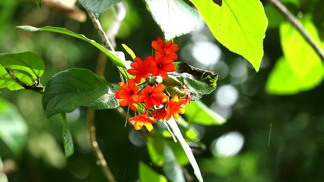 Geiger tree or cordia orange flowers blooming on tree and rain drop in green garden
