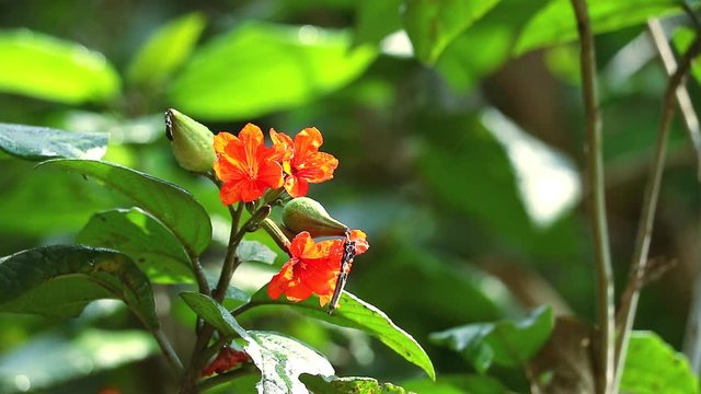 Geiger tree or cordia orange flowers blooming on tree and rain drop in green garden1