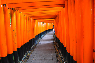 The iconic shrine in Kyoto, made famous for its thousands of orange and black torii gates which climb to the summit of Mt Inari