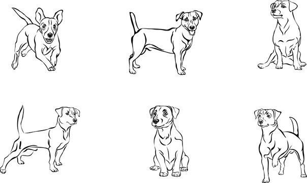 Jack Russell Silhouette Images – Browse 1,126 Stock Photos, Vectors, and  Video | Adobe Stock