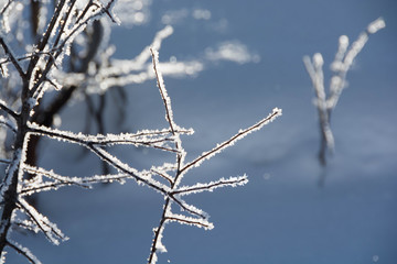 冬枯れの小枝に着いた白い霧氷