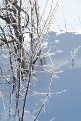 冬枯れの小枝に着いた白い霧氷