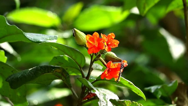Geiger tree or cordia orange flowers blooming on tree and rain drop in green garden2