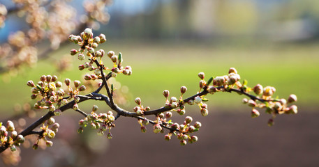 Cherry branch with buds on spring green background_