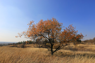 alone tree on autumn meadow