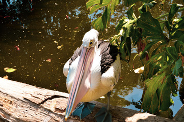 A group of pelicans on water feeding with fish.