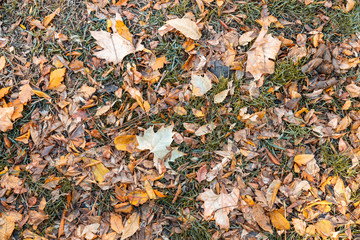 autumnal tree of places square in zaragoza spain