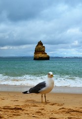 a seagull on the sand of the beach