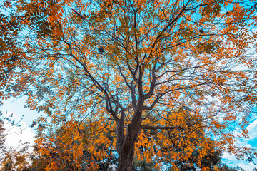 autumnal tree of places square in zaragoza spain
