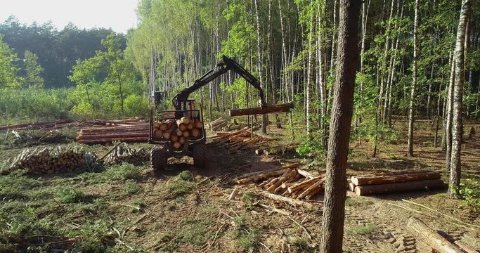 Timber loading, loading logs into a truck, timber processing, deforestation, timber loading with a claw
