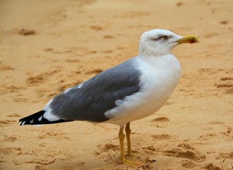 a seagull on the sand