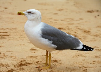 a seagull on the sand