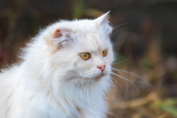 Naklejka na ściany i meble White cat on dark background, portrait of cat close up_