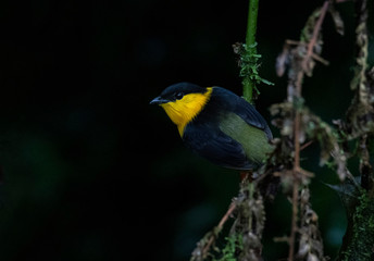 Orange-collared Manakin (Manacus aurantiacus)
