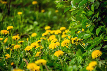 Yellow dandelions in the meadow among the greens_