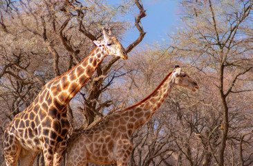Wild african animals. Several namibian giraffes in the african savannah