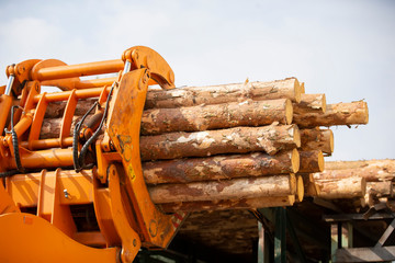 Wood processing industry. Loader with logs. Industrial wood processing