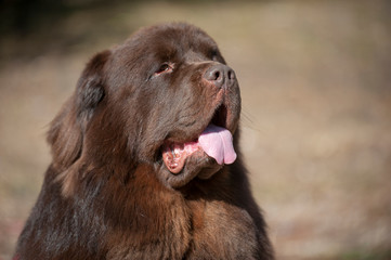 Newfoundland dog