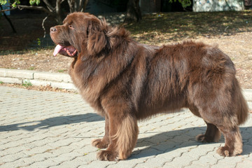 Newfoundland dog