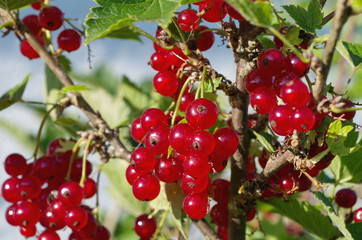 Red currant berries on a branch closeup